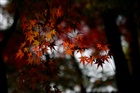 dailyPhoto37